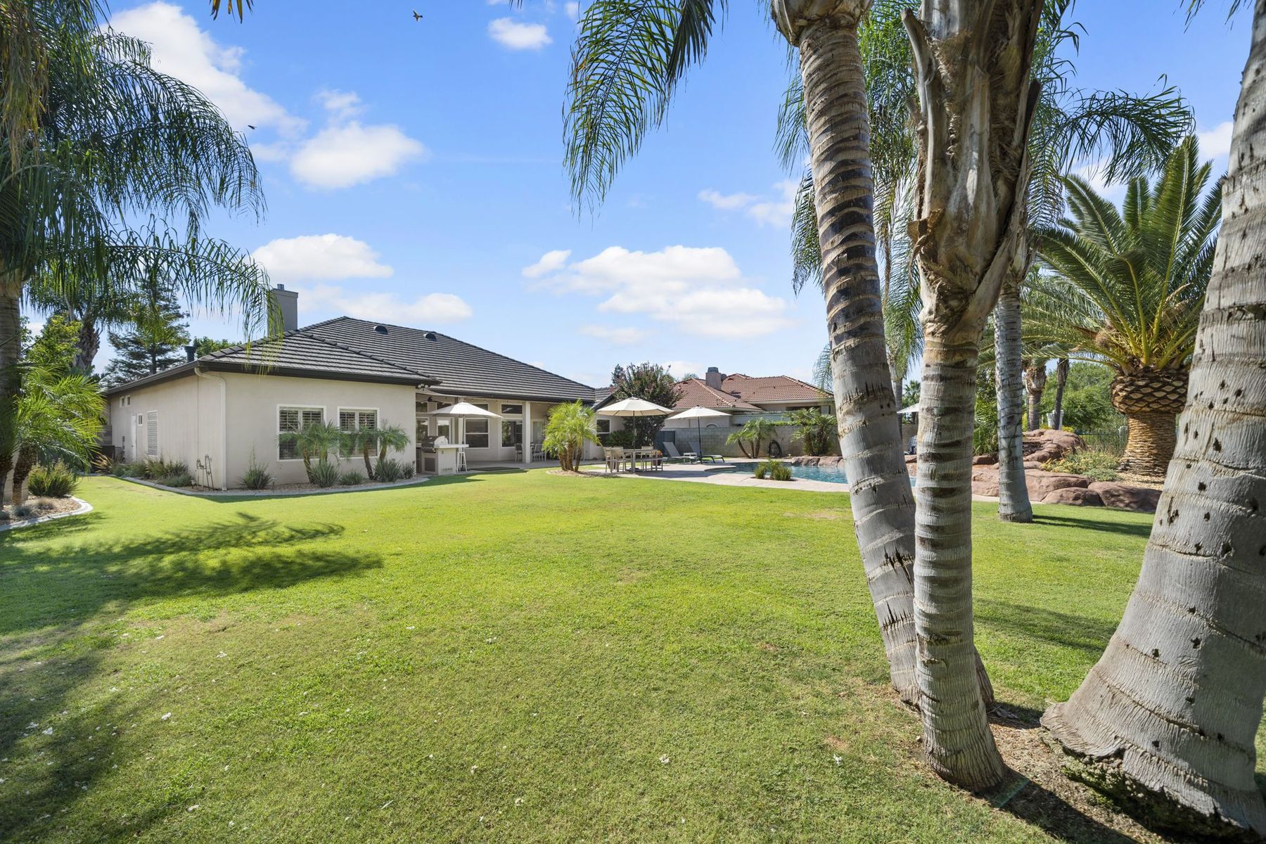 Backyard lawn and palms